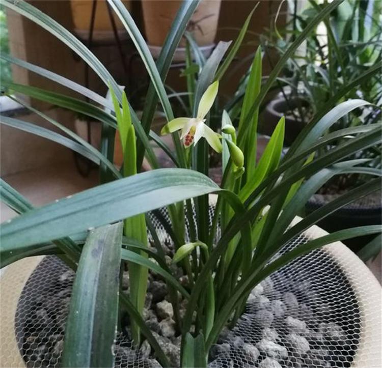 兰花叶子干枯不长怎么办,盆栽茶花叶子尖干枯怎么办