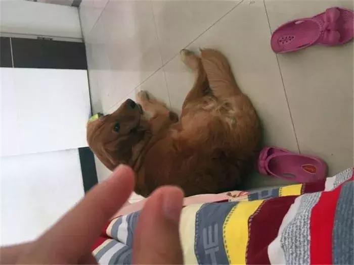 阿拉斯加被金毛吓怂,金毛受到惊吓后跑了