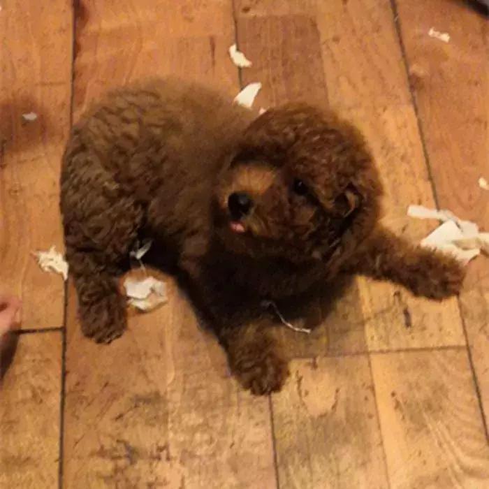 泰迪狗易怒咬人怎么训练,泰迪狗很凶爱咬人越打越凶怎么办