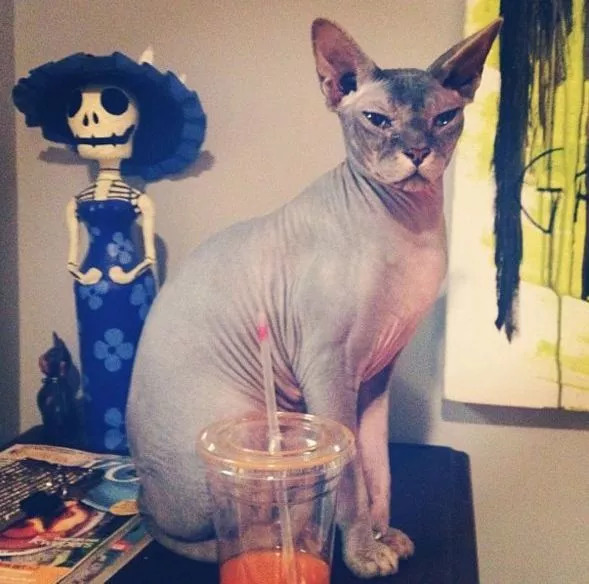 维密超模猫咪,维密秀猫咪