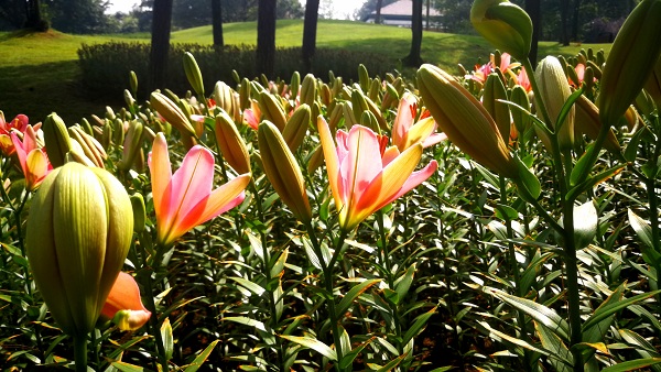 石象湖郁金香门票,石象湖百合花景点