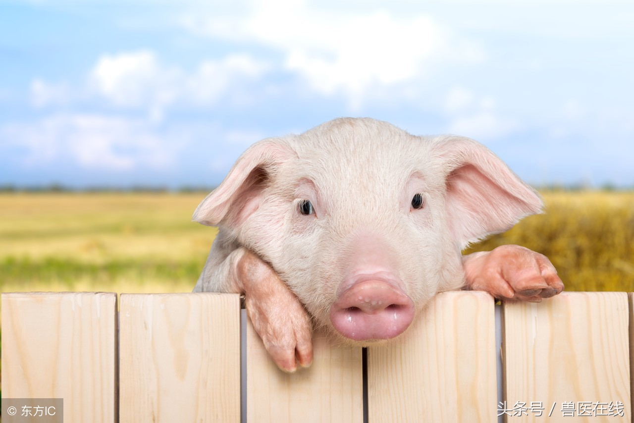 零成本的草木灰,竟然还能治猪、牛、羊病!