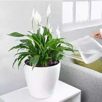 花肥过多了怎么补救,花肥用多了怎么补救