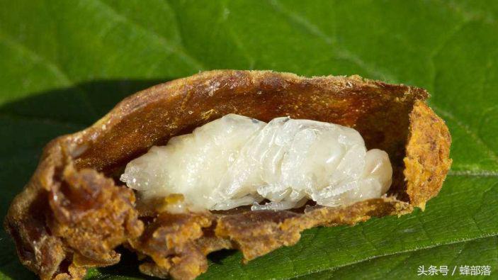 新手养蜂，学习一条理论等于学习十个方法，老蜂农是这样炼成的