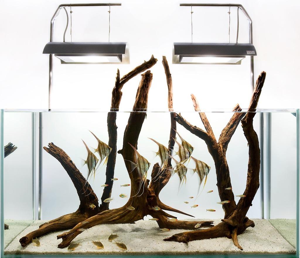 地摊上买的鱼能养活嘛,地摊卖鱼怎么养鱼