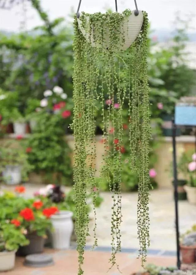 植物窗帘图案,植物窗帘效果图大全