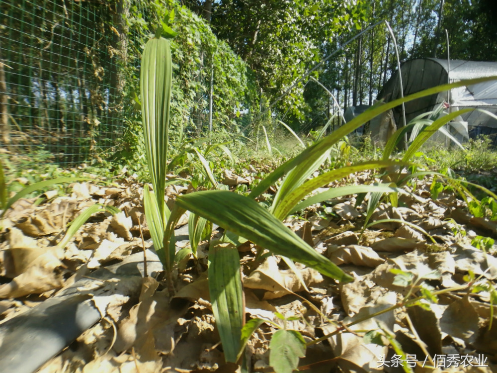 农村种植什么农作物赚钱不愁销路,种植什么农作物成本小效益高呢