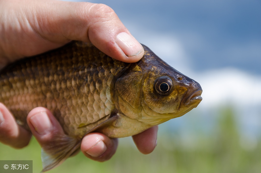 钓鱼有虾在闹窝该有什么办法,水库钓鱼虾米闹窝驱赶秘籍