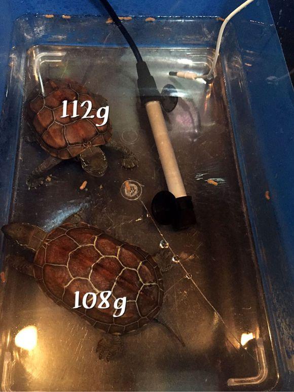 「龟友记录」萌妹子养龟全纪录（第一部）