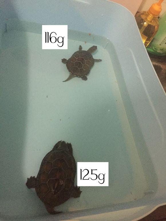 「龟友记录」萌妹子养龟全纪录（第一部）