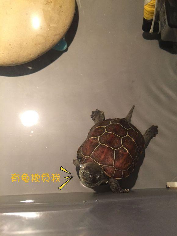 「龟友记录」萌妹子养龟全纪录（第一部）