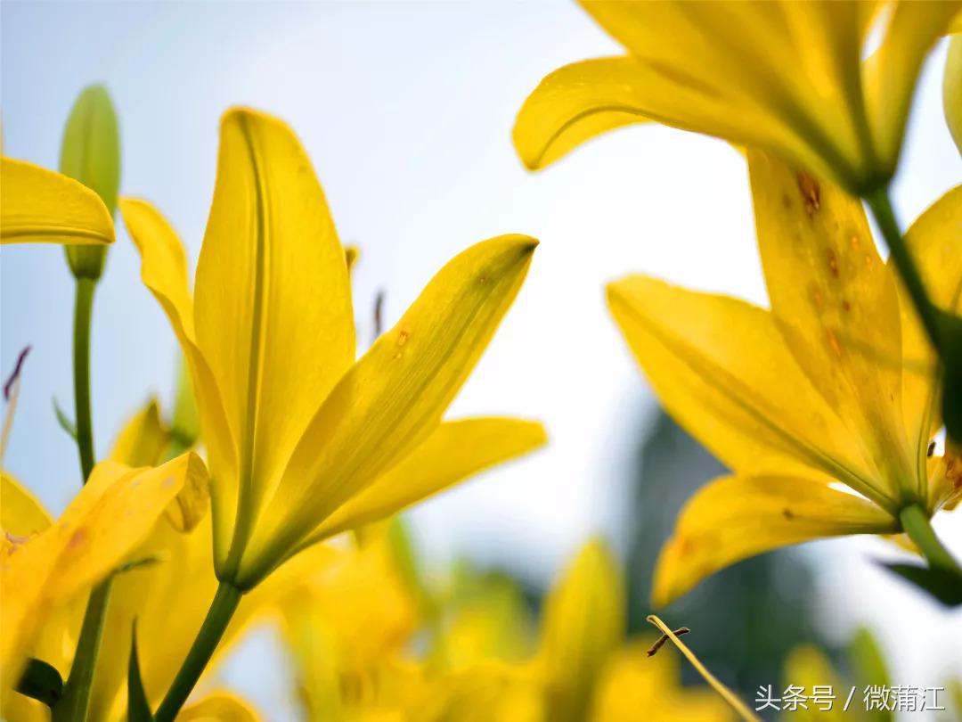 于城市后花园遇见生活美学石象湖景区美skr人！