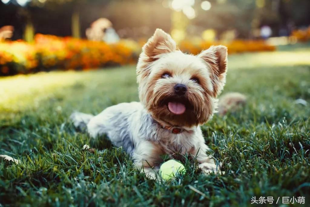 约克夏犬优点和缺点,约克夏犬活泼开朗