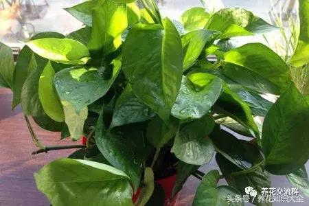 水培绿萝怎么养护长得才茂盛,刚种植的大盆绿萝柱怎么养护