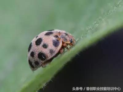 种菜病虫害的防治口诀,种菜小知识大全预防病虫害