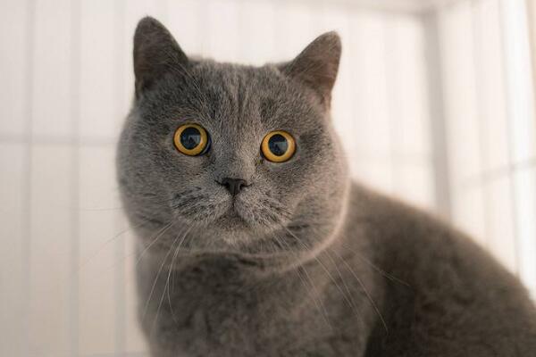 常见的宠物猫有几种品种,常见宠物猫品种大全