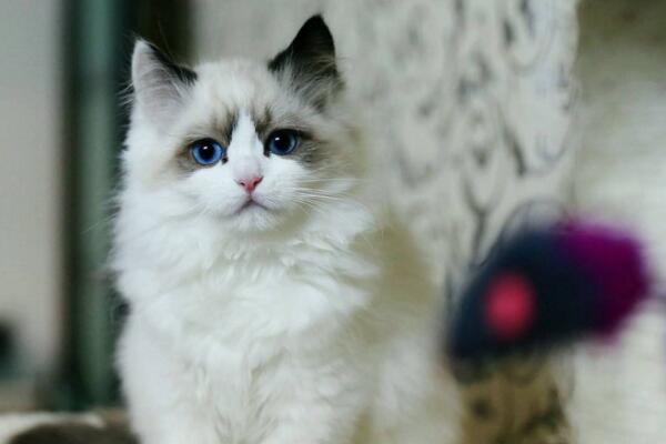 常见的宠物猫品种有哪些,一般宠物猫的品种有几种