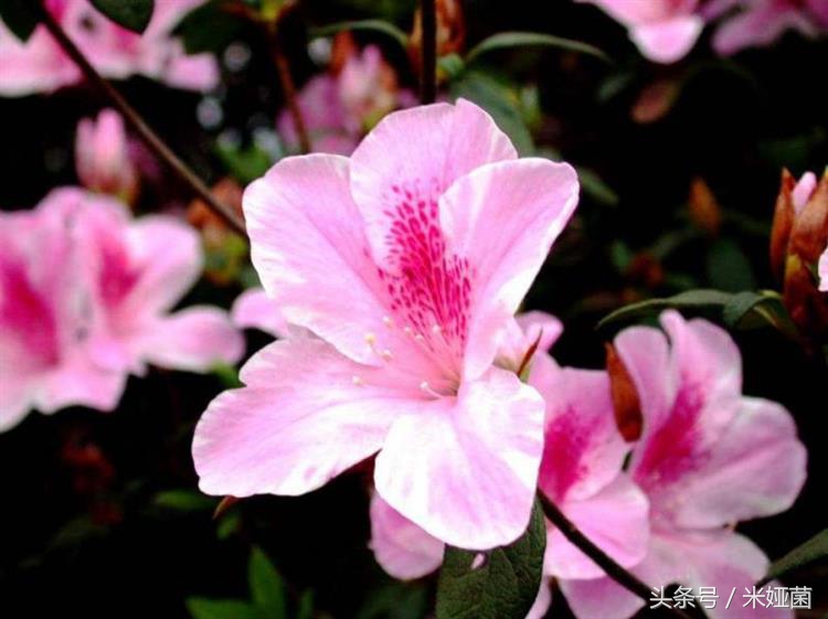 杜鹃花得了黑斑病怎么治好,杜鹃花有黑色斑点怎么回事