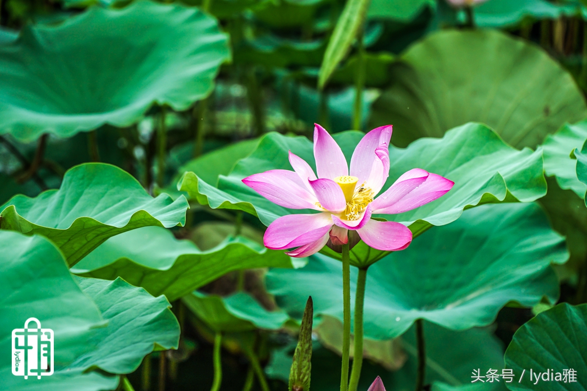 网易智造x3plus蓝牙hifi耳机,网易智造x3plus蓝牙耳机