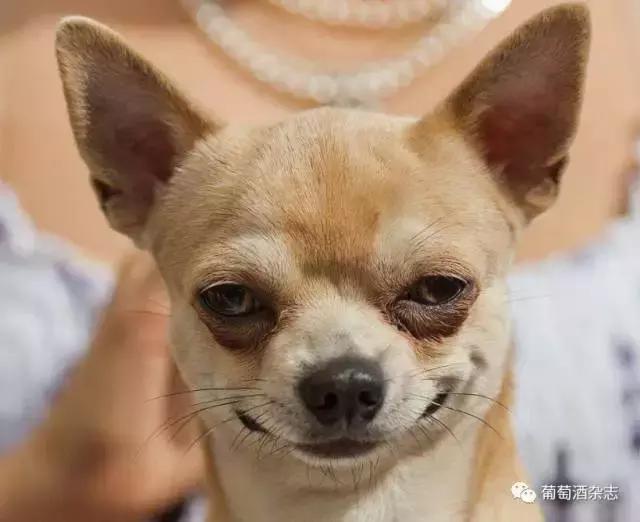 奔富penfolds是什么,奔富penfolds怎么辨别真假