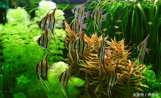 带过滤器鱼缸多长时间换水,鱼缸过滤器最新款免换水怎么使用