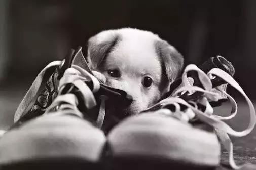 小狗爱咬人乱咬东西怎么回事,小狗长牙齿的时候乱咬东西怎么办