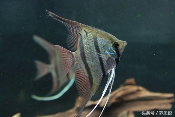 养鱼换水方法视频教程,养鱼换水技巧视频教程