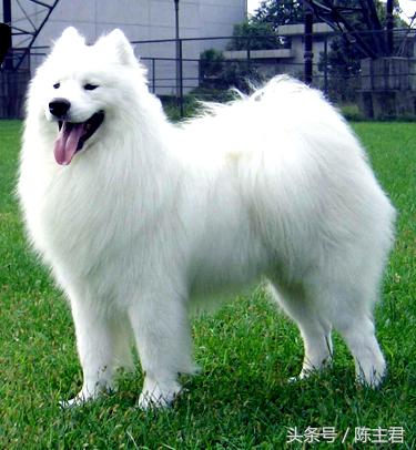 世界名犬前十名,世界名犬排名前十名图片