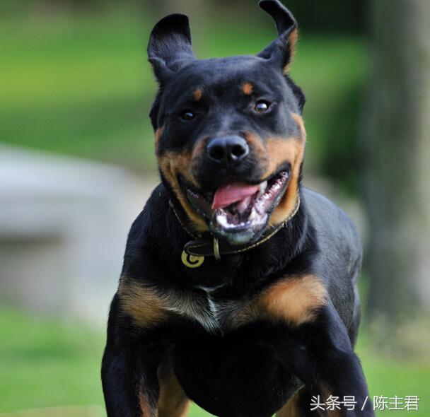 世界名犬前十名,世界名犬排名前十名图片
