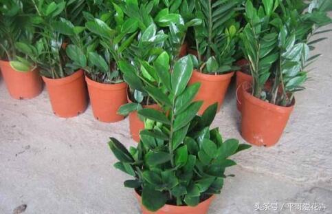 家里养这种花最合适越养越富,阳台养十种花最好旺财图片