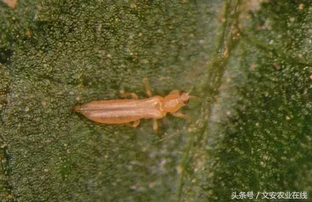 常见昆虫分类有哪些,常见农业昆虫分类