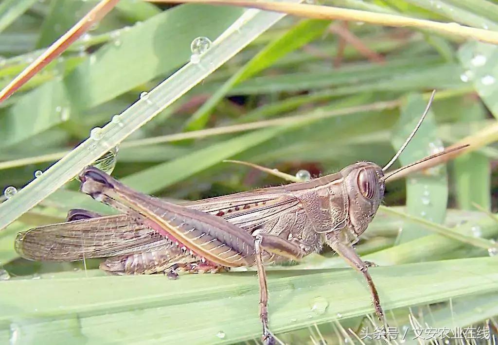 常见昆虫分类有哪些,常见农业昆虫分类