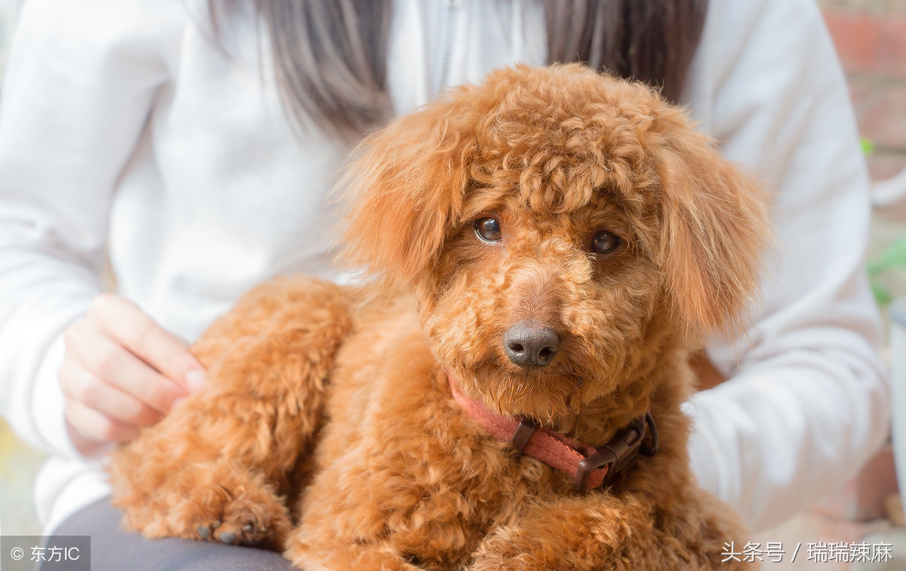 泰迪狗狗皮肤病治疗史，告别了医院高费用