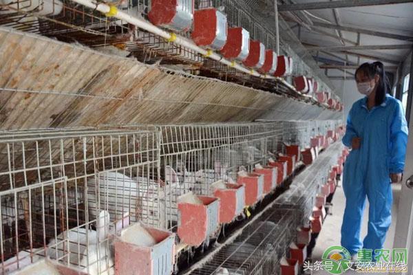 靠肉兔养殖致富,养殖一百只种兔一年能赚十多万