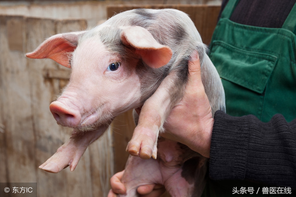 完整的猪病鉴别表及治疗,常见的猪病及治疗方案合集