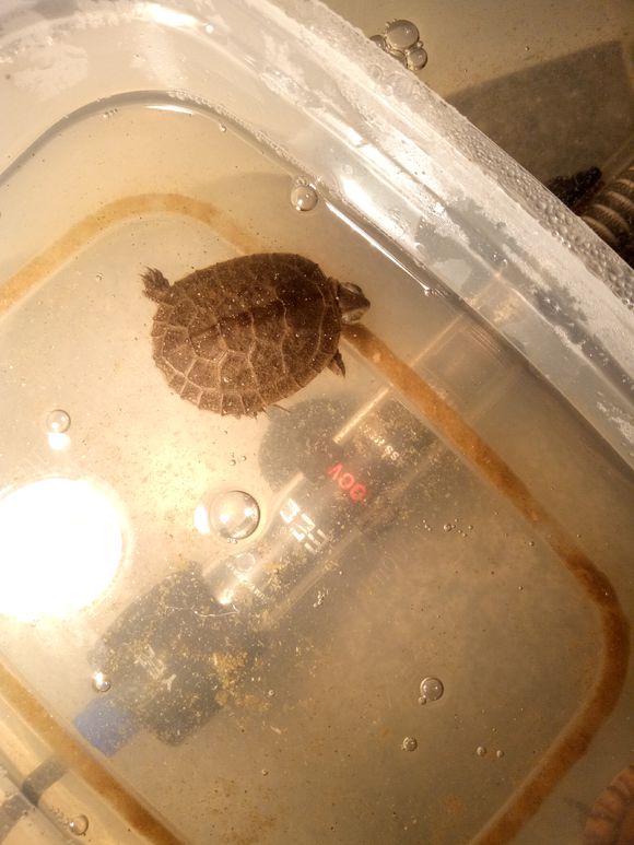 龟不用加热棒怎么给龟加温,龟治病加热棒推荐