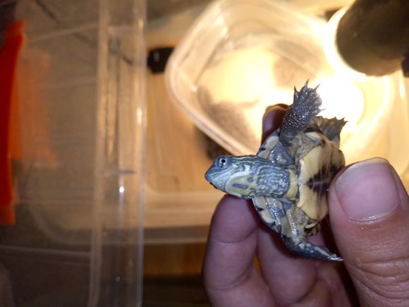 龟不用加热棒怎么给龟加温,龟治病加热棒推荐