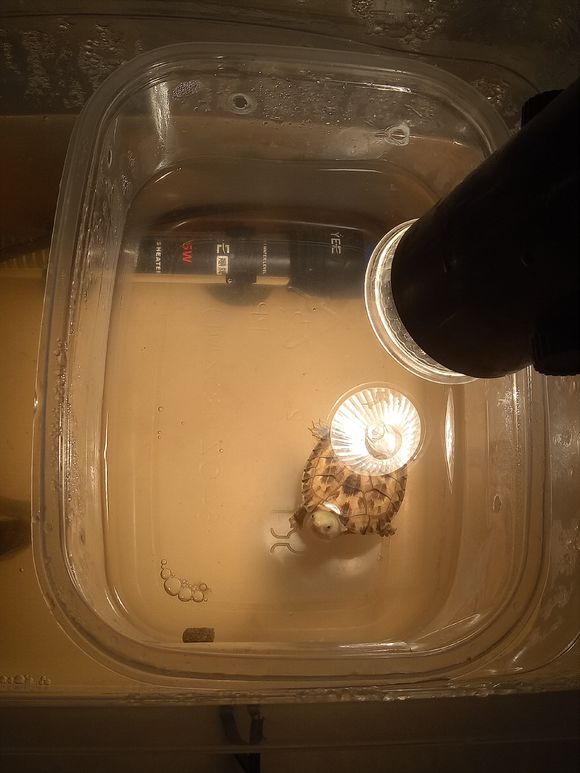 龟不用加热棒怎么给龟加温,龟治病加热棒推荐