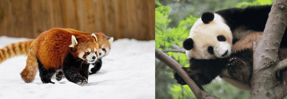 大熊猫有多少个手指头,大熊猫有几个手指头和脚趾头