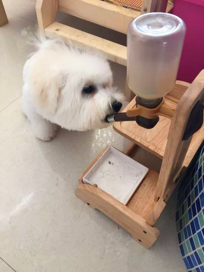 比熊感染球虫有什么症状,比熊幼犬感染真菌皮肤病怎么办