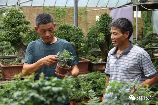 「人民网·江苏头条」花乡沭阳看变化：花农变“网红”直播念新经