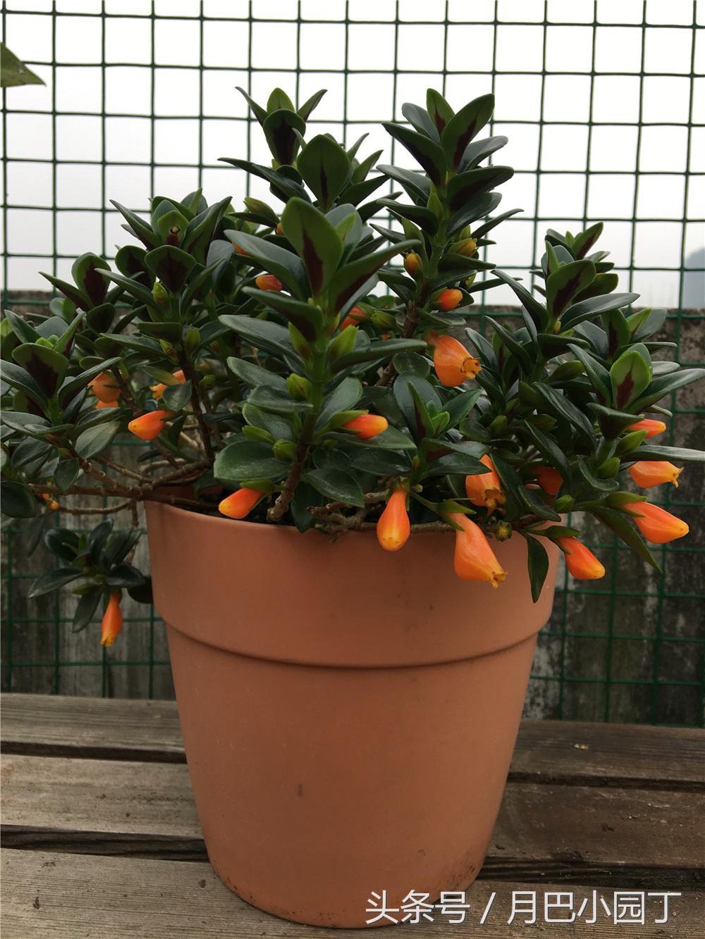 金鱼吊兰正确养法爆盆最快,金鱼吊兰几月开花结实好养