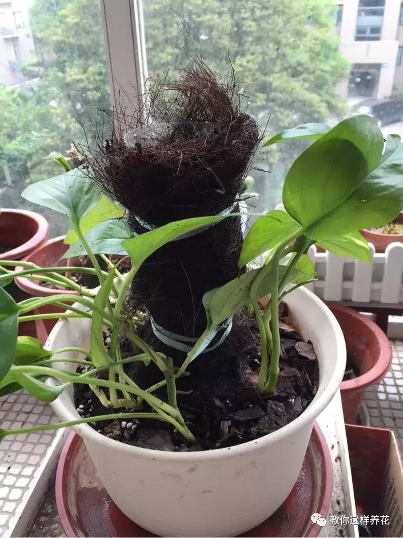 塑料瓶加点树皮，垒起来养成了绿萝树，发疯猛长叶宽20厘米！