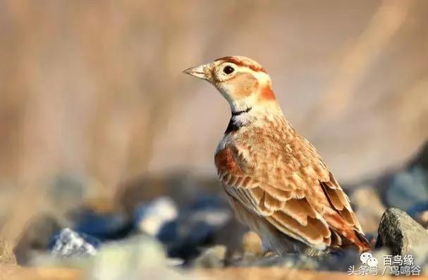 老野历程一路走来的胡说八道汇总