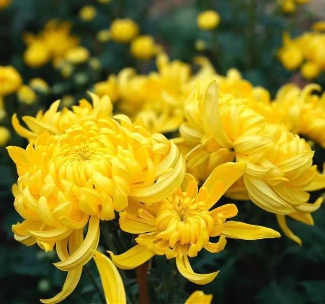 写意菊花画法笔法清晰一看就会,写意菊花的画法步骤图