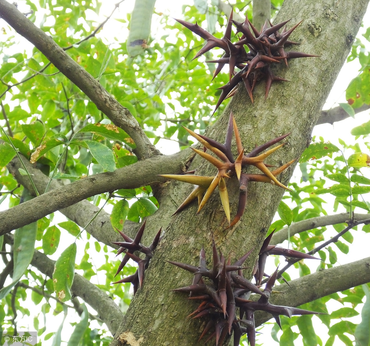 南方有种特别有营养的米叫什么米,这种米又糯又香