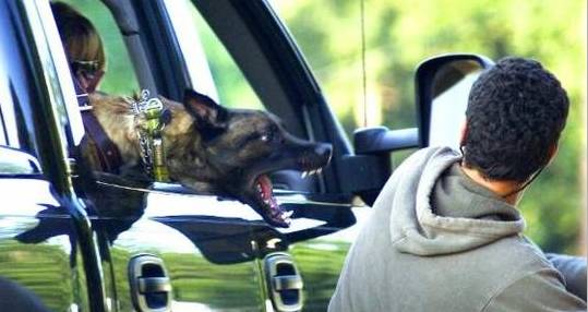 哈士奇训犬秘籍,训犬的100个技巧