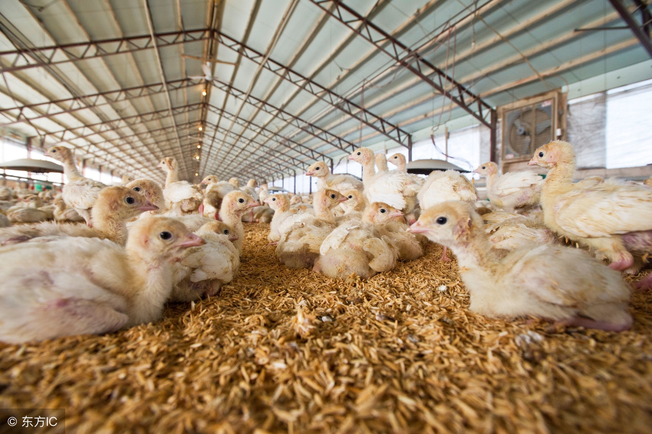 老撕鸡新手教学,老撕鸡的吃鸡技巧