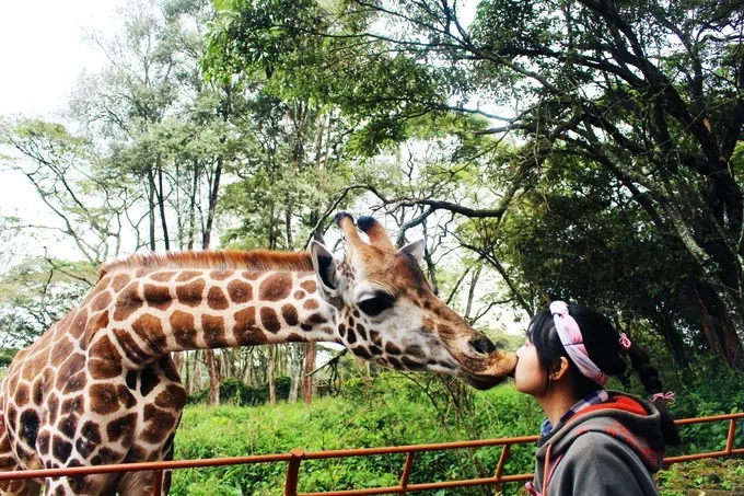 肯尼亚│我没有错过非洲，错过动物大迁徙