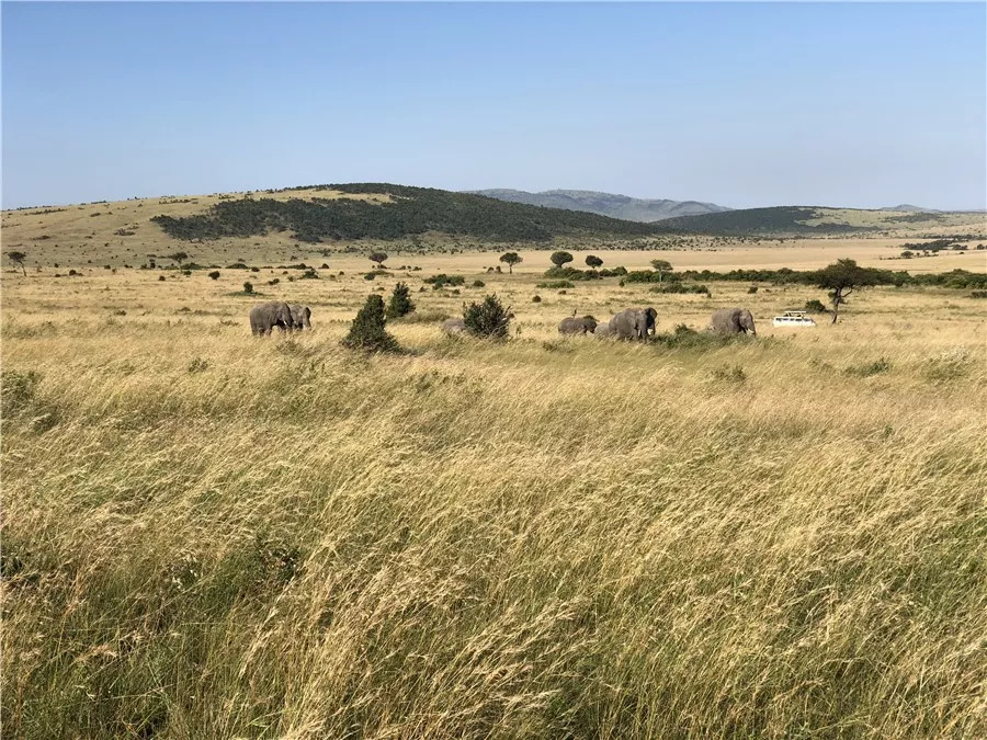 肯尼亚│我没有错过非洲，错过动物大迁徙